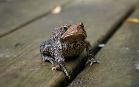 frog with big eyes sitting on wooden floor